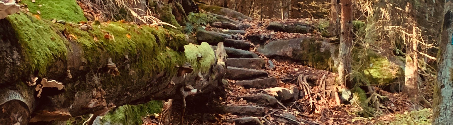 Burgruine Weissenstein