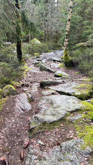 Der Weg zum Prinzenfelasen bei Tröstau im Fichtelgebirge