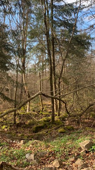 Berglandschaft Rauher - Kulm