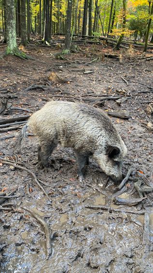 Eins von mehreren Wildschweinen im Wildpark
