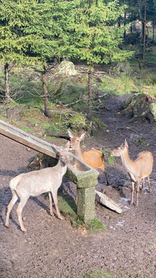 Rehwild beim wiederkauen